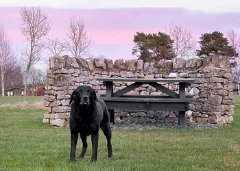 Savannah - Flusco Wood, Dacre, Nr Ullswater