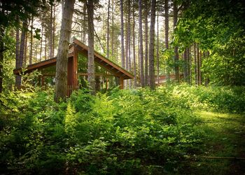 Silver Birch 3 (Pet) - Forest of Dean Lodges, Coleford