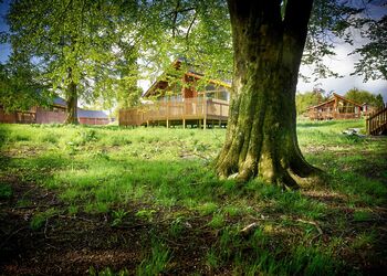 Golden Oak 3 Meadow Cabin (Pet) - Forest of Dean Lodges, Coleford