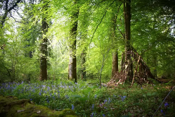 Forest of Dean Lodges, Coleford