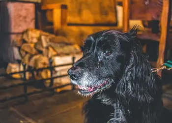 Glen Clova Lodges, Nr Kirriemuir