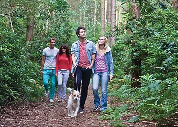 Griffon Forest, Flaxton, York