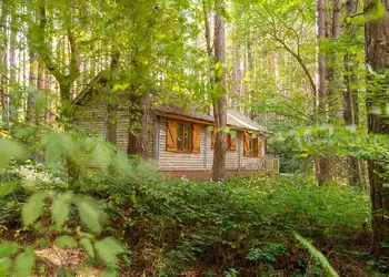 Griffon Forest, Flaxton, York
