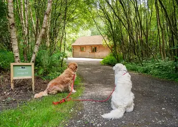Griffon Forest, Flaxton, York