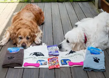 Griffon Forest, Flaxton, York