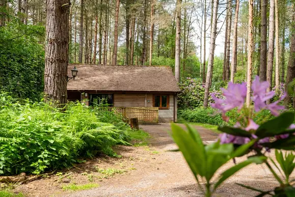 Griffon Forest, Flaxton, York