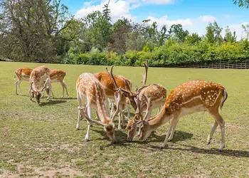 Henlle Hall Woodland Lodges, Henlle, Nr Oswestry
