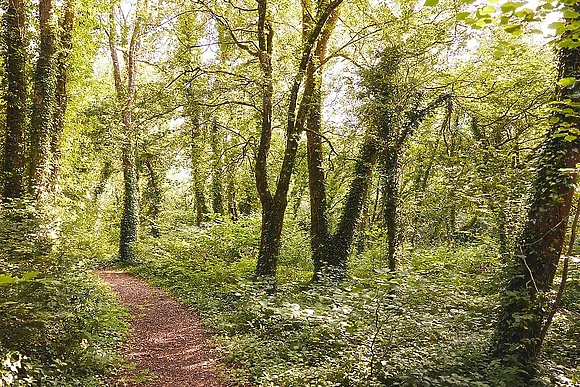 Holmans Wood, Chudleigh