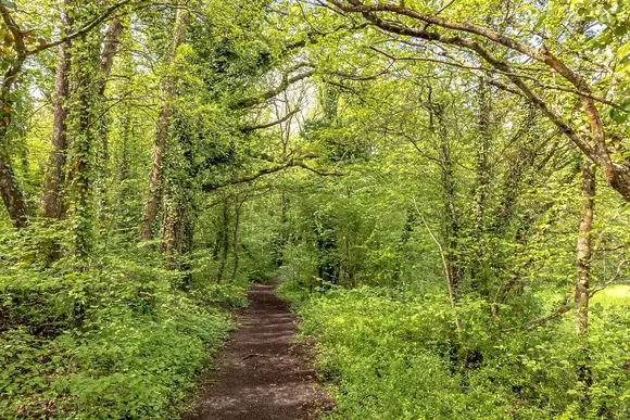 Holmans Wood, Chudleigh