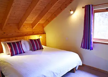 Typical Copper Beech 2