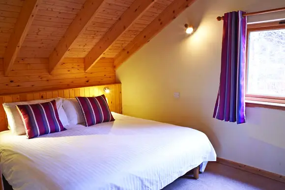 Typical Copper Beech 2