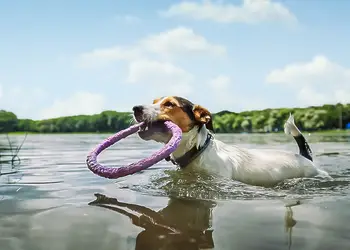 Loch Awe Holiday Park, Bridge of Awe, Taynuilt, Argyll