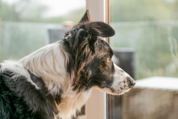 Valley Park View 2 bed Pet (sleeps 6) - Lakeview Manor Lodges, Dunkeswell, Honiton