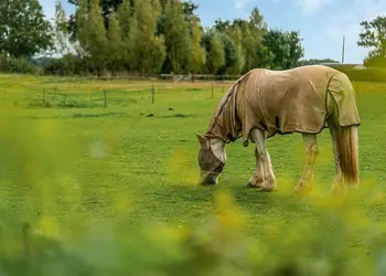 Luckington Burrows, Frome