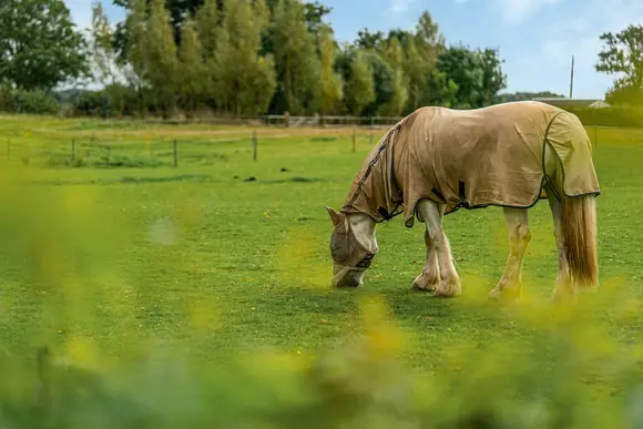 Luckington Burrows, Frome