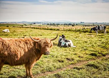 Lyons Manor House, Maryport
