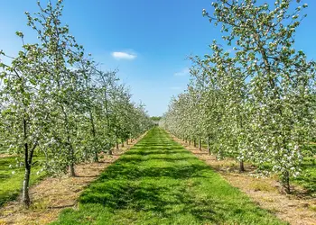 New Oaks Farm Lodges, West Lydford, Nr Glastonbury