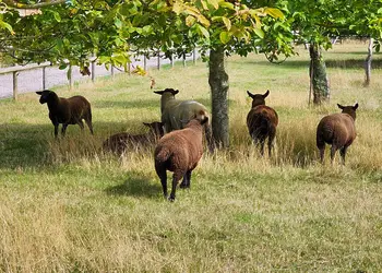 New Oaks Farm Lodges, West Lydford, Nr Glastonbury