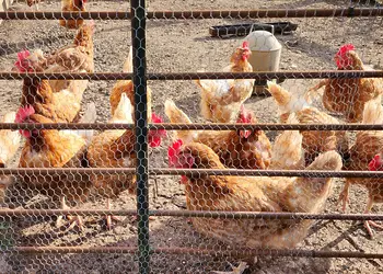 New Oaks Farm Lodges, West Lydford, Nr Glastonbury