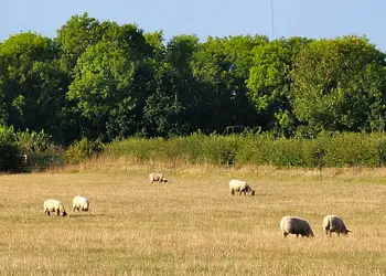 New Oaks Farm Lodges, West Lydford, Nr Glastonbury