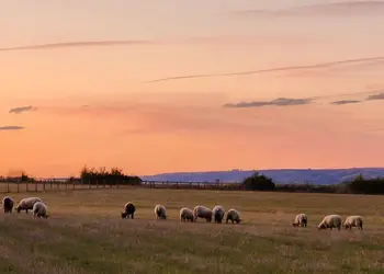 New Oaks Farm Lodges, West Lydford, Nr Glastonbury