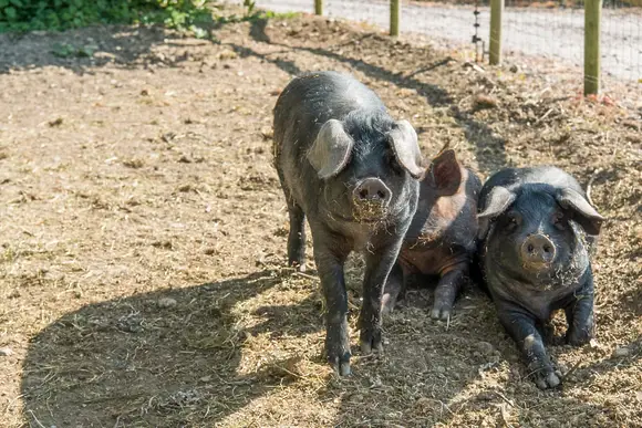 New Oaks Farm Lodges, West Lydford, Nr Glastonbury