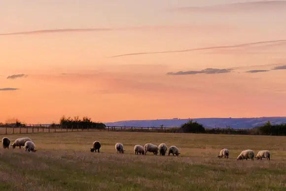 New Oaks Farm Lodges, West Lydford, Nr Glastonbury
