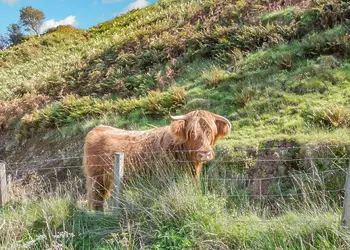 Oban Holiday Park, Oban