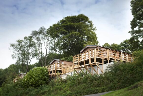 Maple - Wigley Orchard, Tenbury Wells