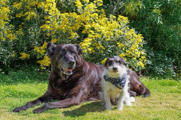 Standard 2 Bed Pet - Cornish Meadows Holiday Park, Hayle