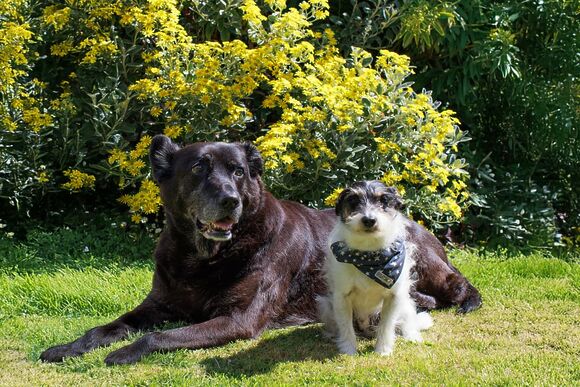 Superior 2 Bed Pet - Cornish Meadows Holiday Park, Hayle