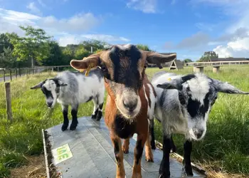 Peckmoor Farm Lodges, Crewkerne