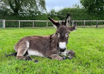 Peckmoor Farm Lodges, Crewkerne