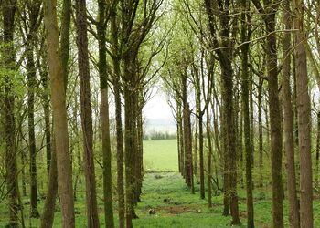 Bluebell Ridge - Peckmoor Farm Lodges, Crewkerne