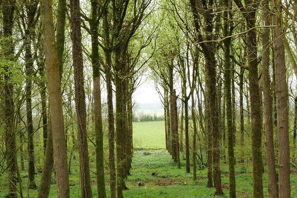 Bluebell Ridge - Peckmoor Farm Lodges, Crewkerne