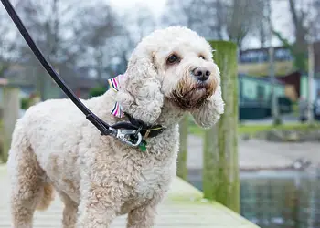 Fallbarrow, Bowness-on-Windermere