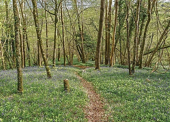 The park setting<br />