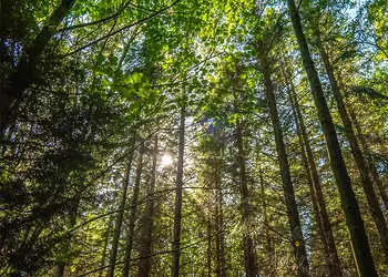 Percy Wood Country Park, Morpeth