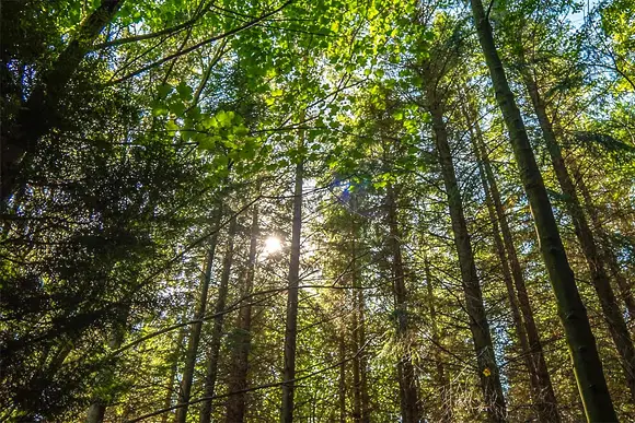 Percy Wood Country Park, Morpeth