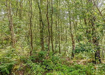 Quarry Walk Lodges, Freehay, Cheadle