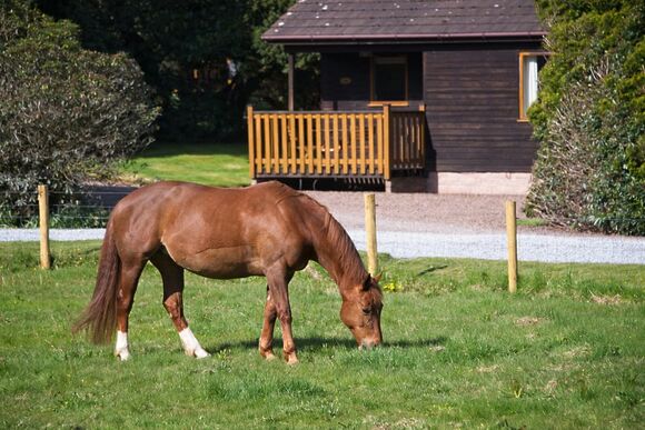 Paddock View Lodge - Queenshill Lodges, Castle Douglas, Kirkcudbrightshire