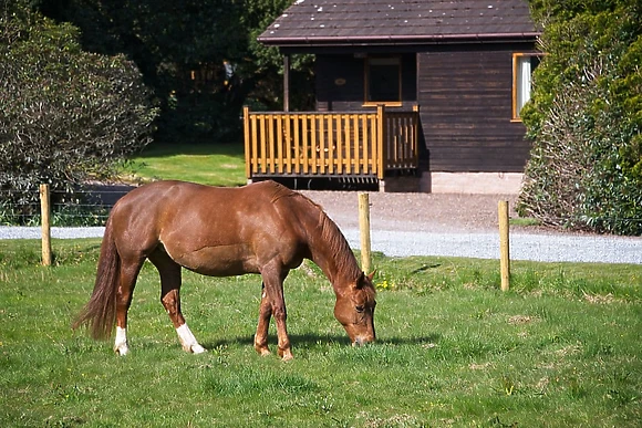 Paddock View Lodge  