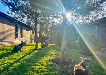 Morland Lodge - Ribblesdale Lodges, Gisburn, Yorkshire Dales