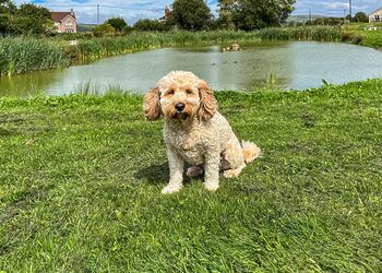 Rookery Manor Cottages, Edingworth, Weston-super-Mare