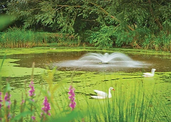 The park setting