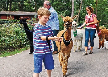 Alpacas<br />