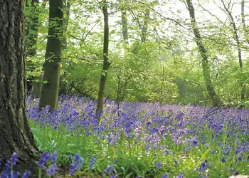 Sandybrook Lodges, Ashbourne