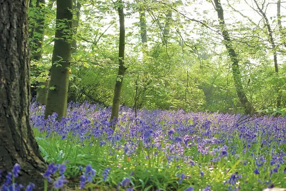 Sandybrook Lodges, Ashbourne
