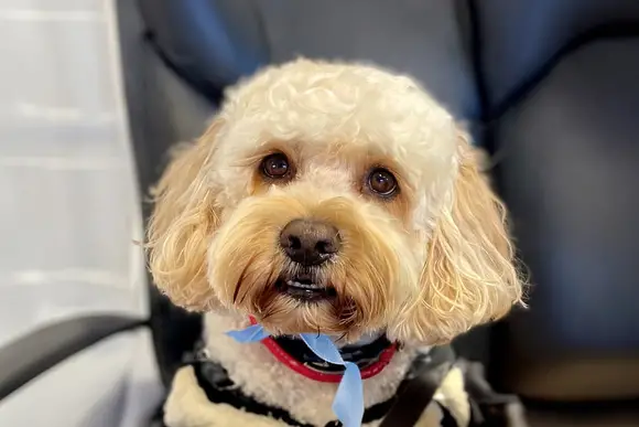 St Agnes Holiday Park, Blackwater, St Agnes