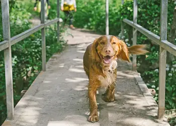 Sun Haven Holiday Park, Mawgan Porth, Nr Newquay